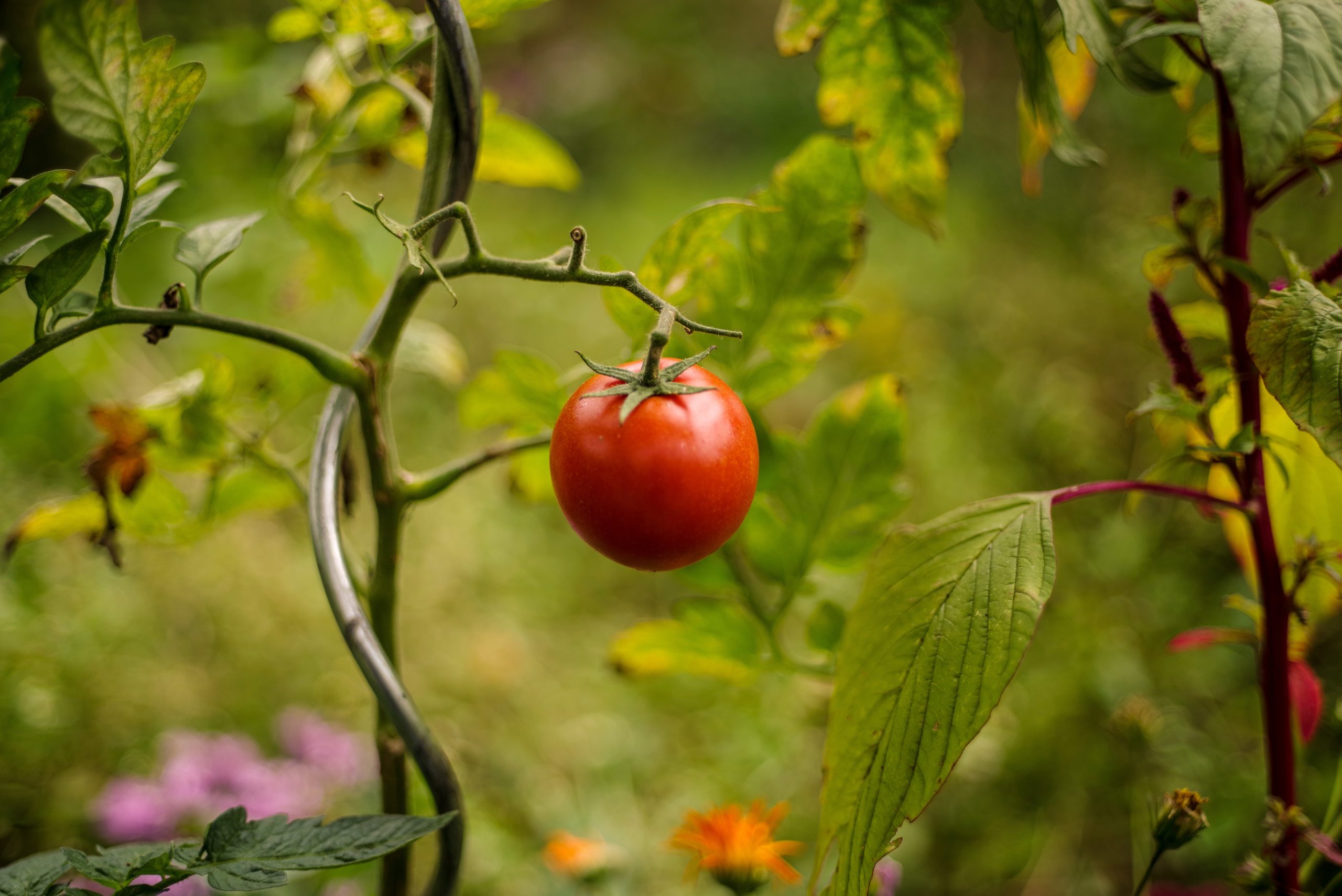 red tomato on green leaf plant during daytime